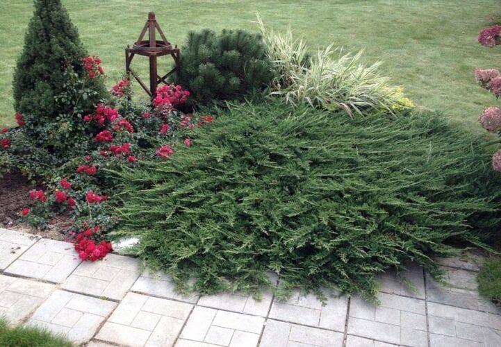 Common juniper medicinal properties. What does it look like