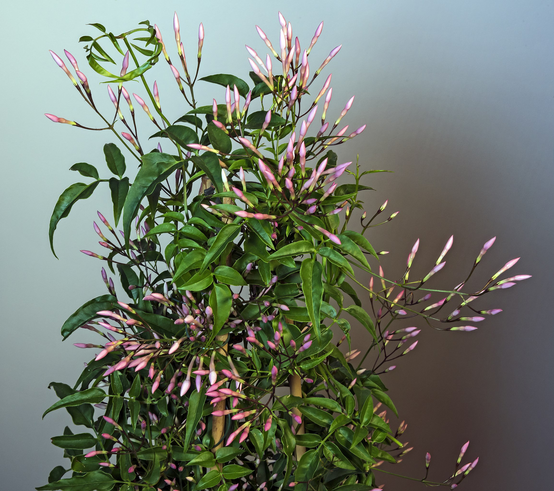 Jasminum polyanthum Pink Jasmine PlantShare