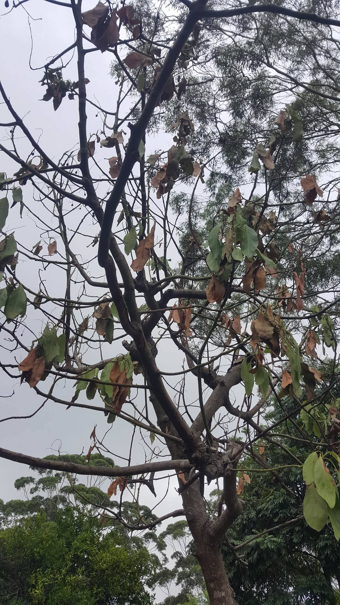 Once your avocado tree is 3 or 4 feet tall in its pot, it is time to either put it in the ground or graduate it to a larger container. Forum: Avocado Tree Dying