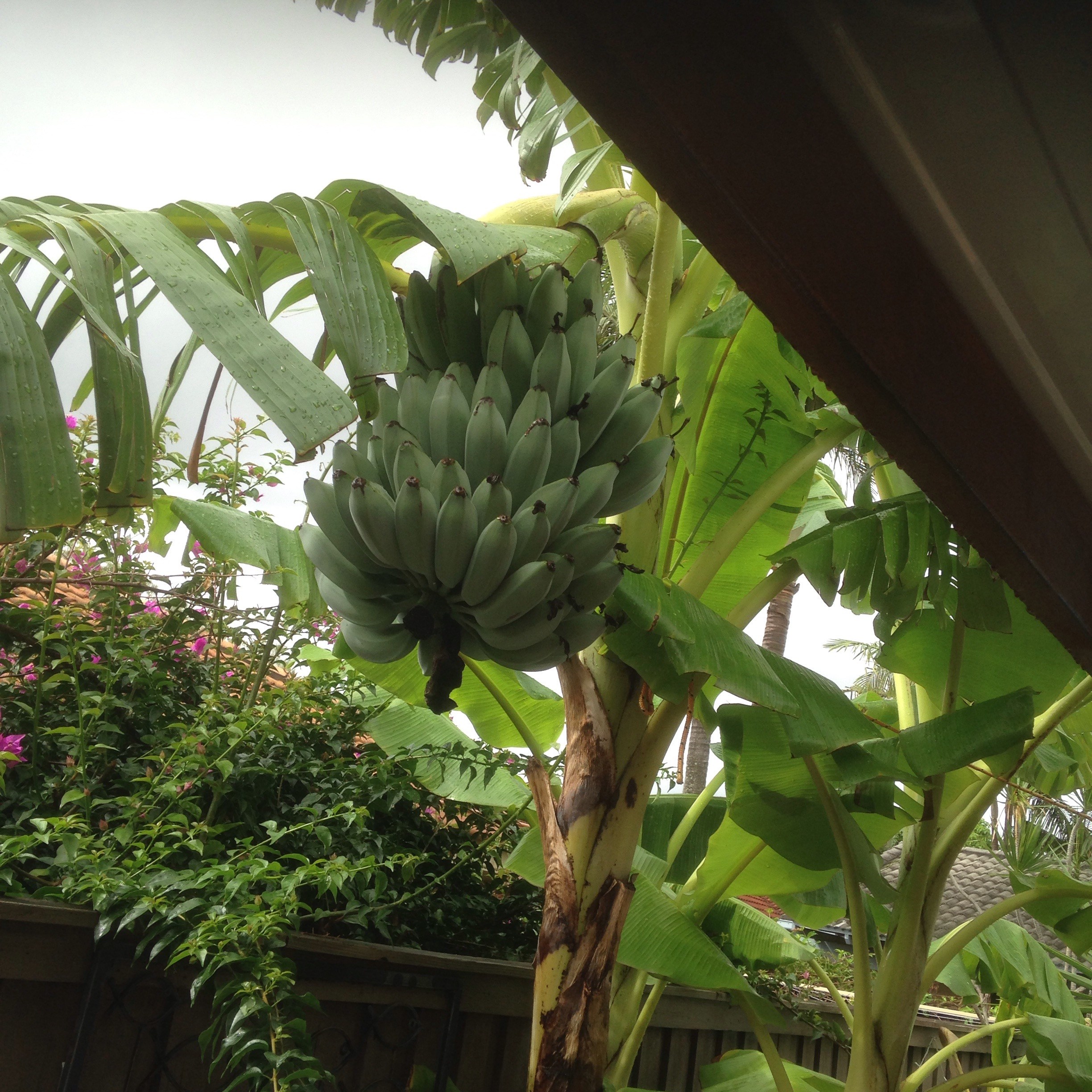 Forum Blue Java banana