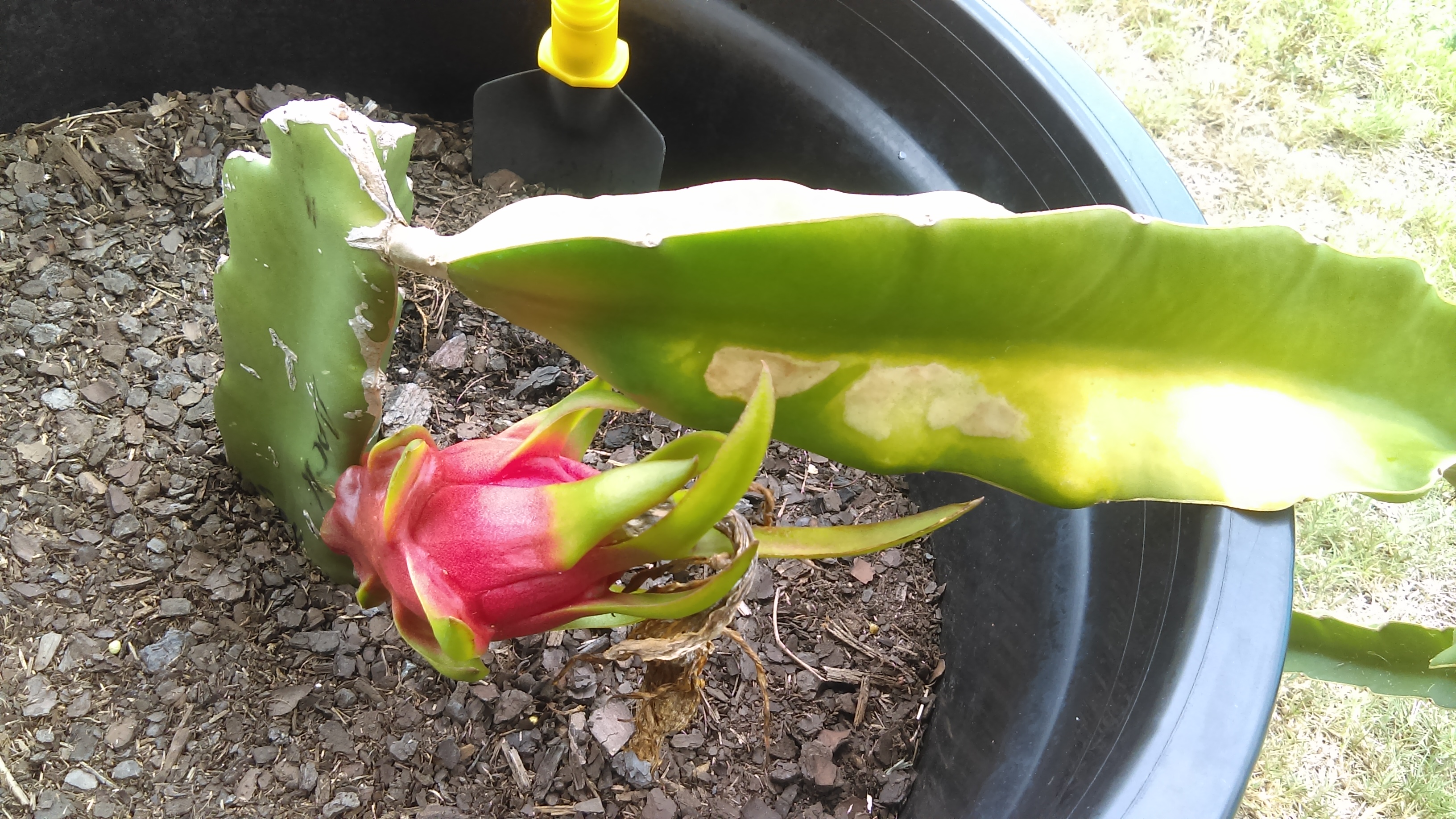Forum Dragon fruit issues