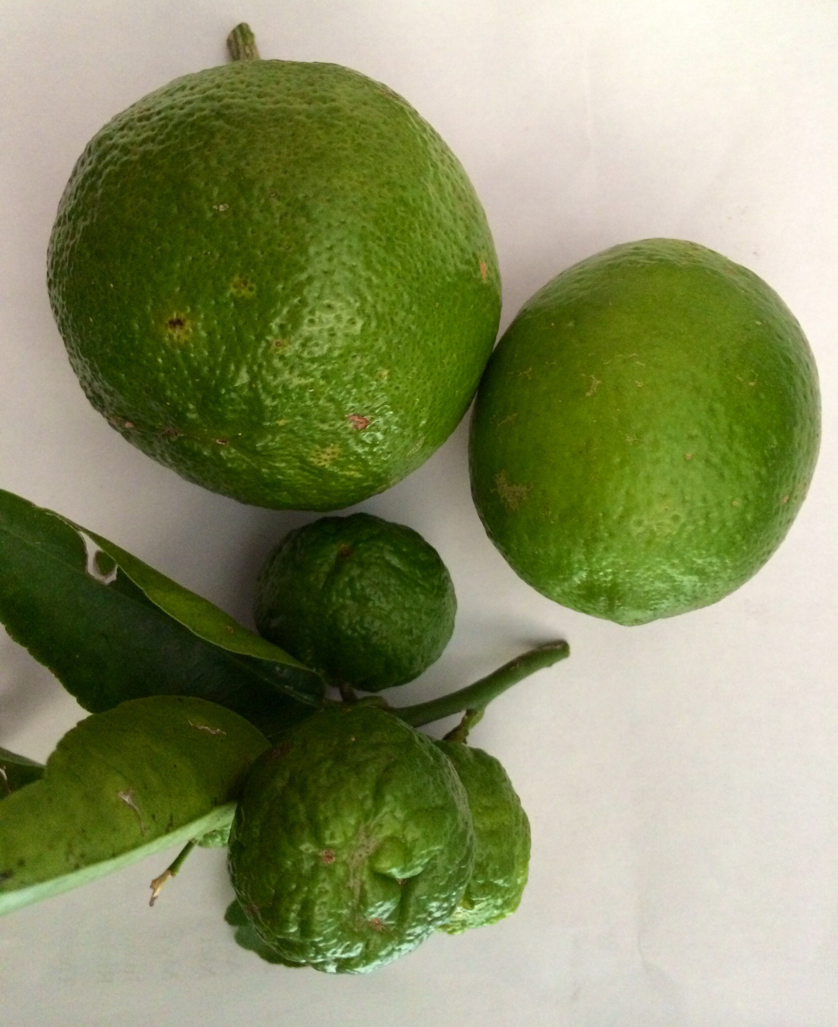 How Tall Does A Dwarf Lime Tree Get at William Curran blog