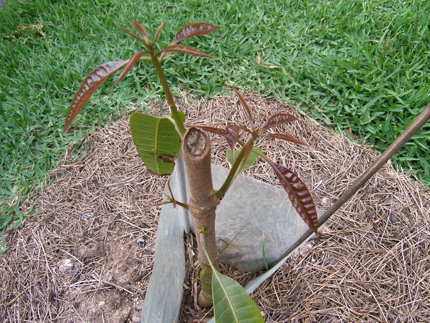 Forum Dwarf Mango Pruning