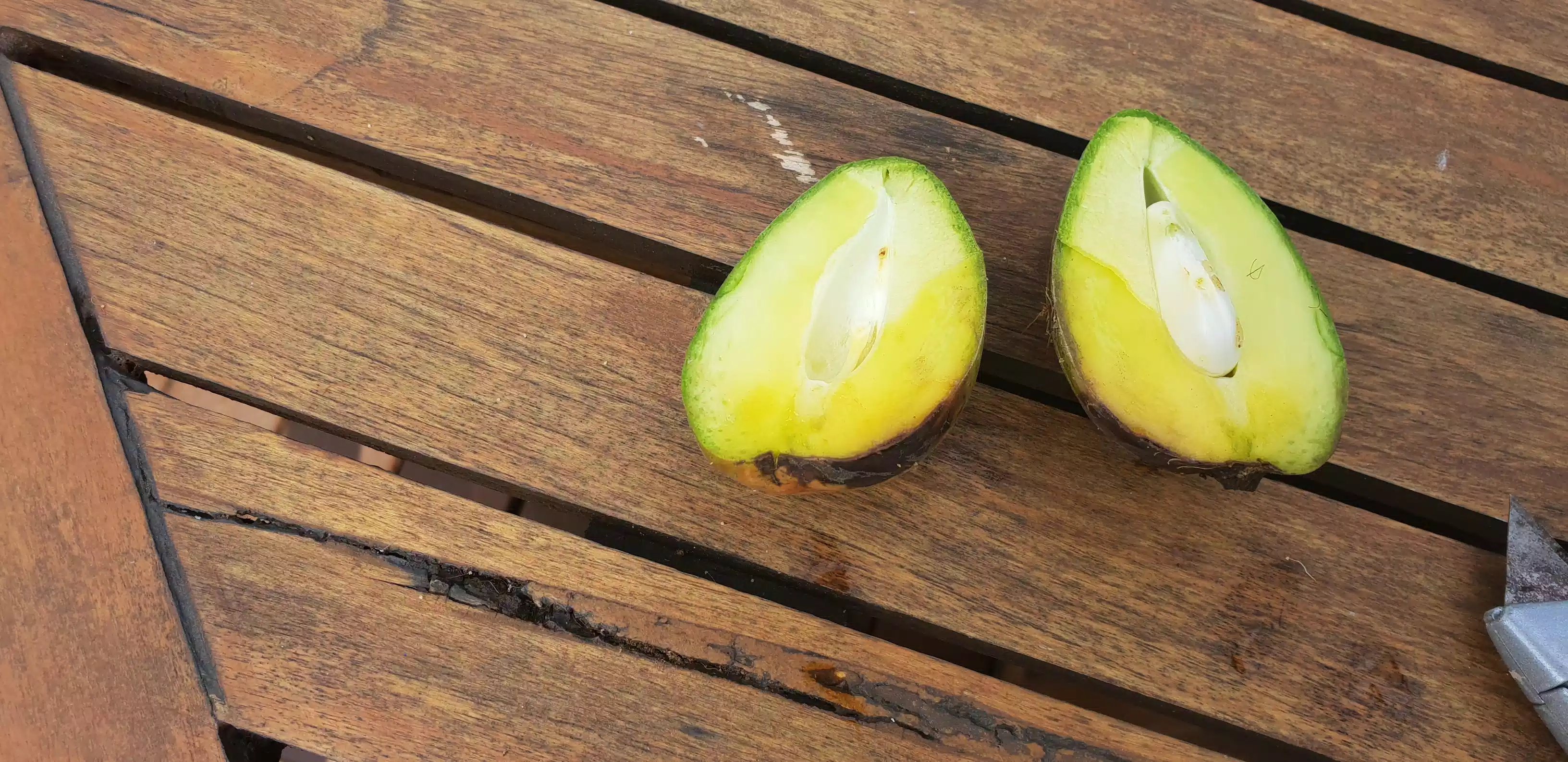 Forum Mango Tree Dropping Fruit