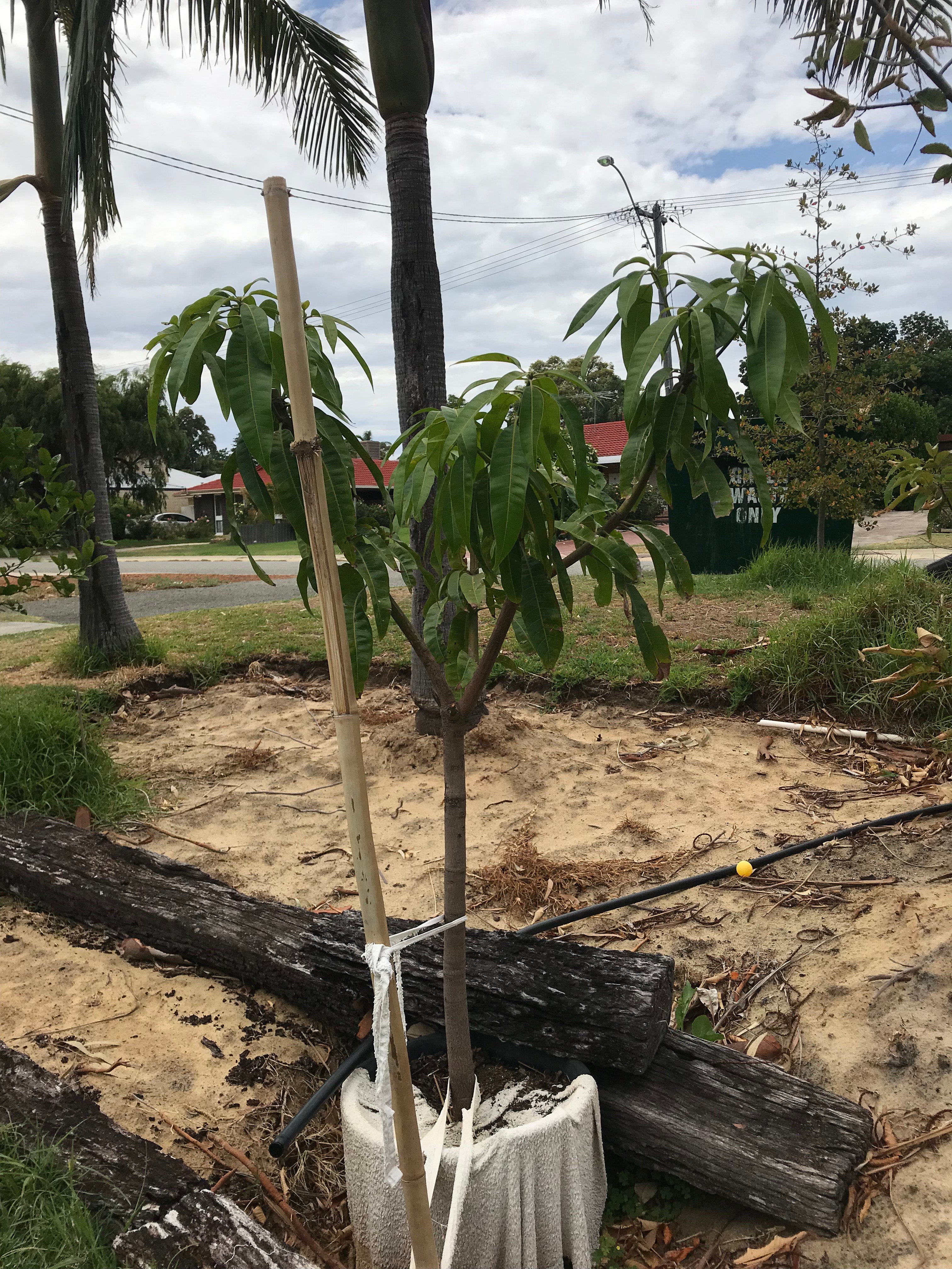 Forum Mango Tree Shape/height
