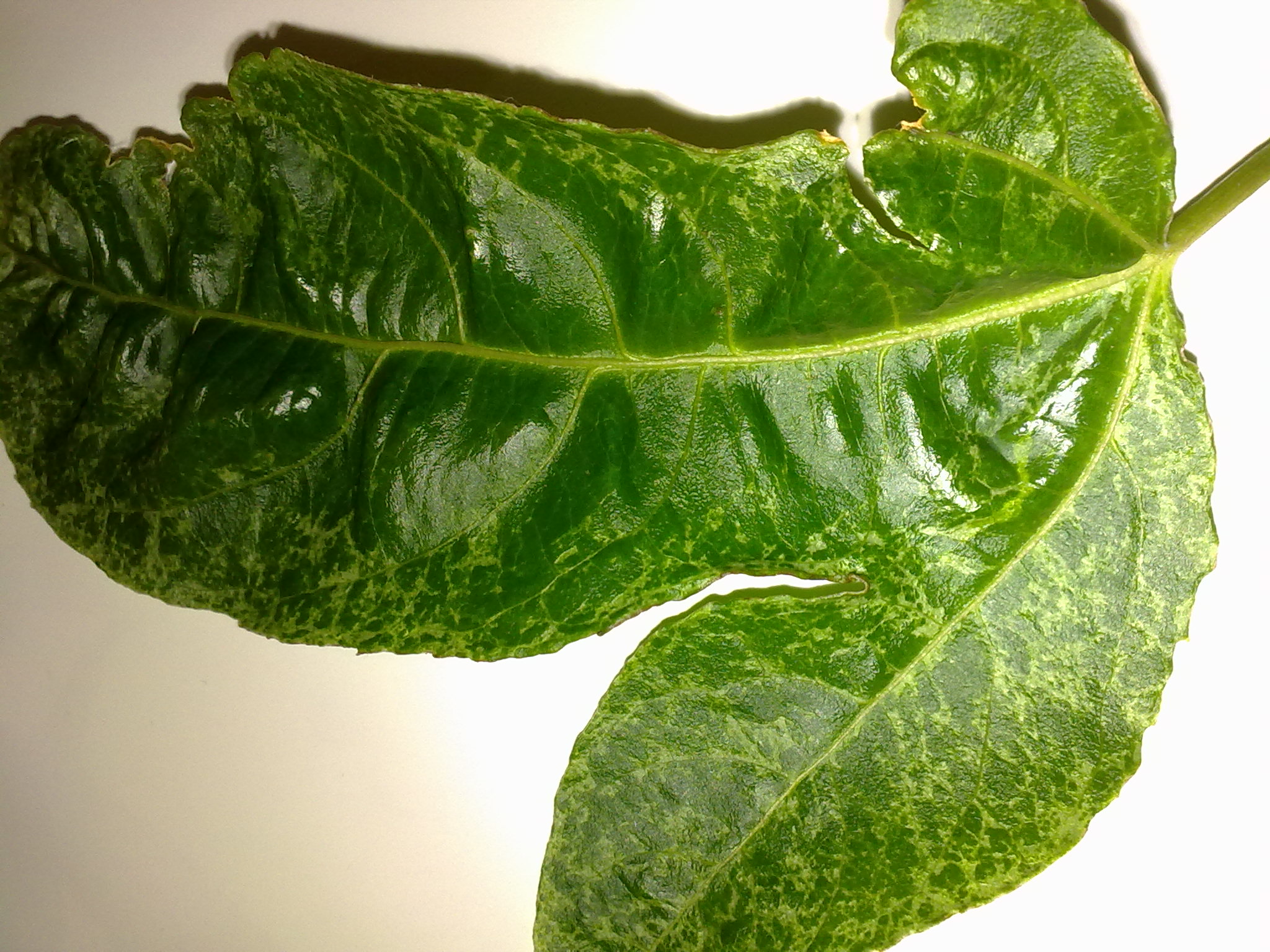 Forum Passionfruit Problem