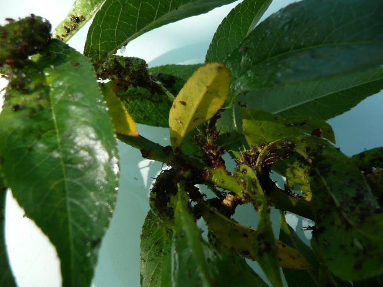 Forum Peach tree bugs