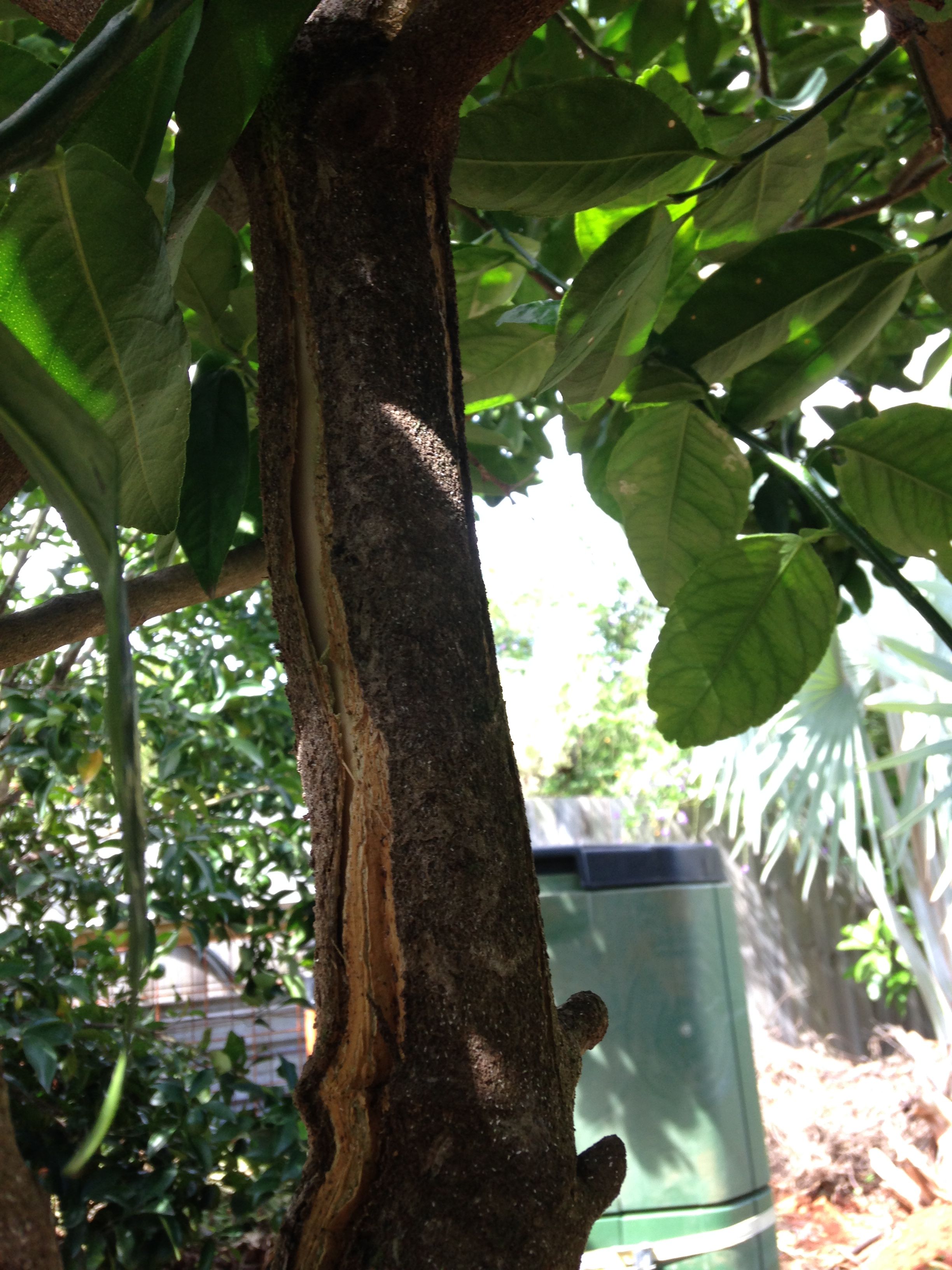 Forum Splitting Bark On Lime Tree