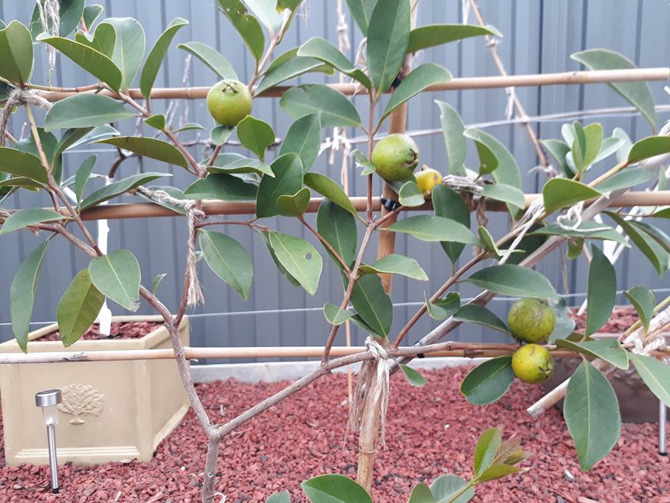 Fruit Trees Home Gardening Apple, Cherry, Pear, Plum Multi Grafted