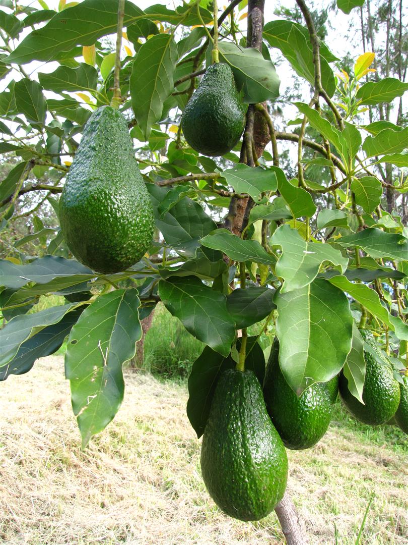 My Edible Fruit Trees Avocado Trees NSW