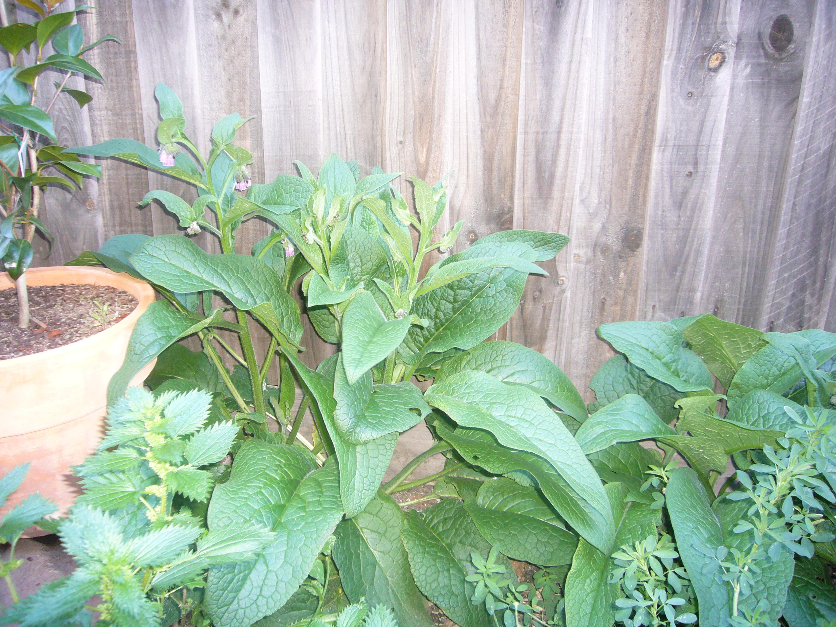 Buy Comfrey Plants Symphytum officinale