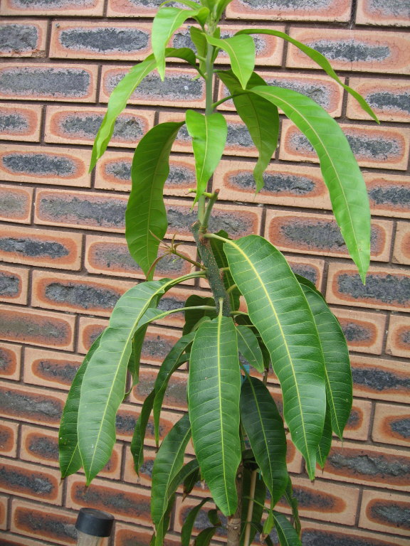 Dwarf Mango Tree