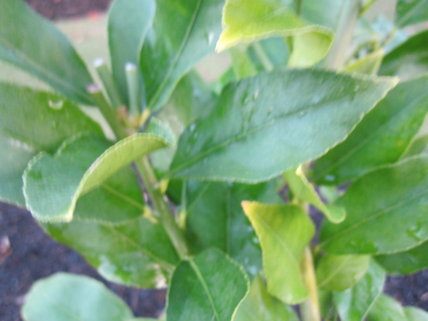 Lemon Lisbon Tree Citrus limon