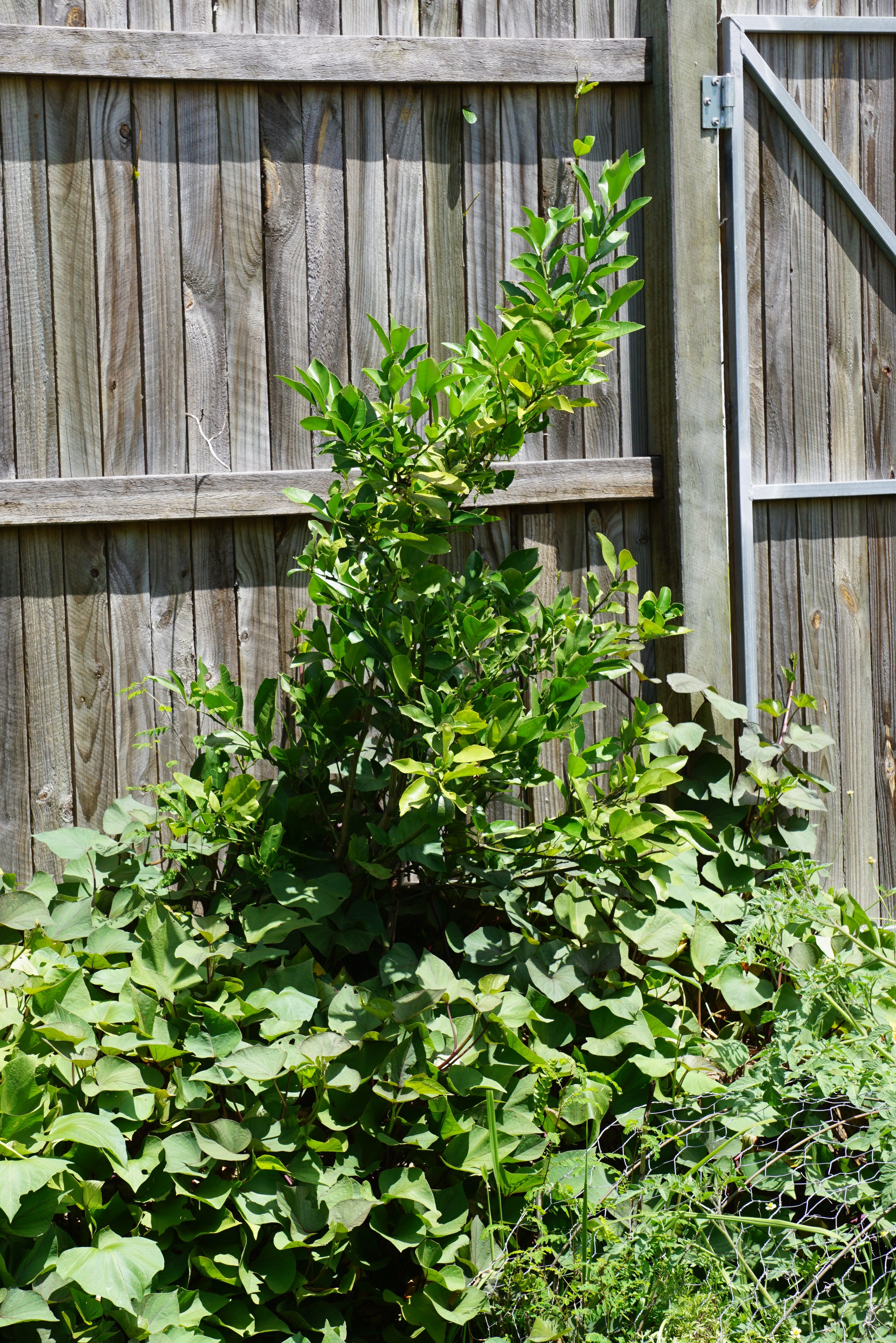 **KG**'s Edible Backyard