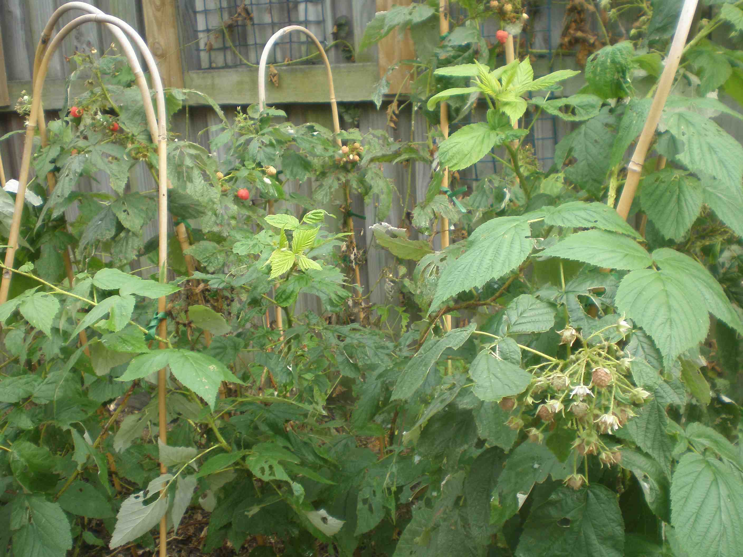Raspberry Heritage Tree Rubus idaeus