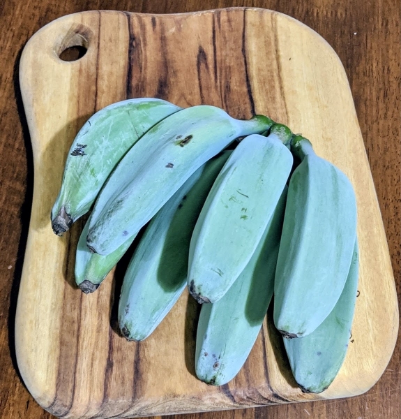 Buy Banana Blue Java Plants in Australia (Musa acuminata × balbisian