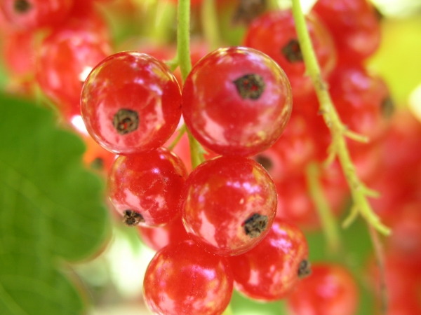 Red Current Plant Berries and Edible Ribes uvacrispa
