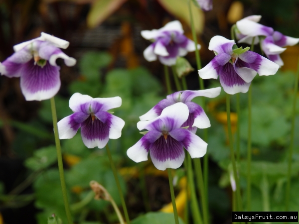 Viola hederacea Native Violet Plant