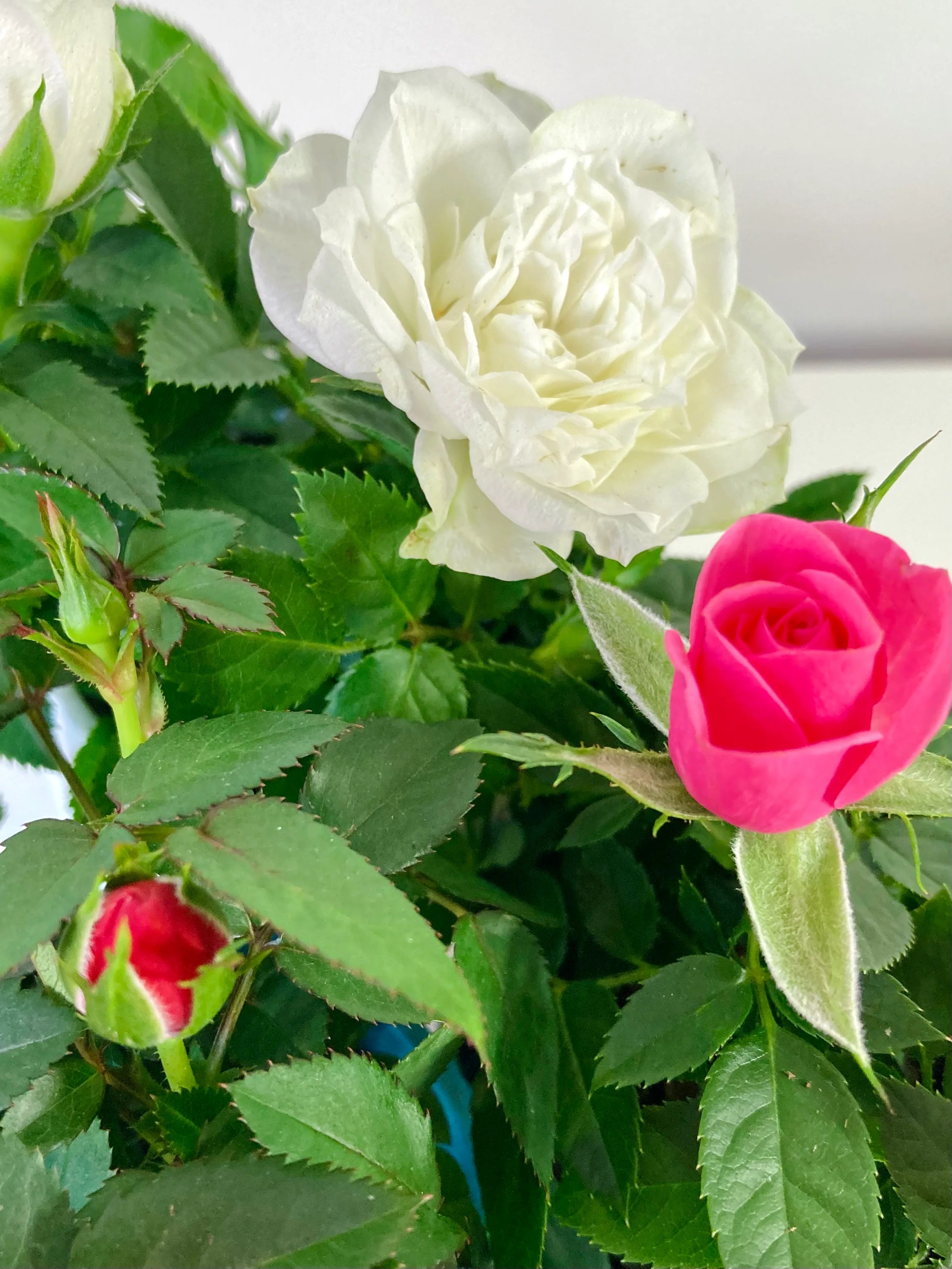 Kordana Mini Rose Plant Studio