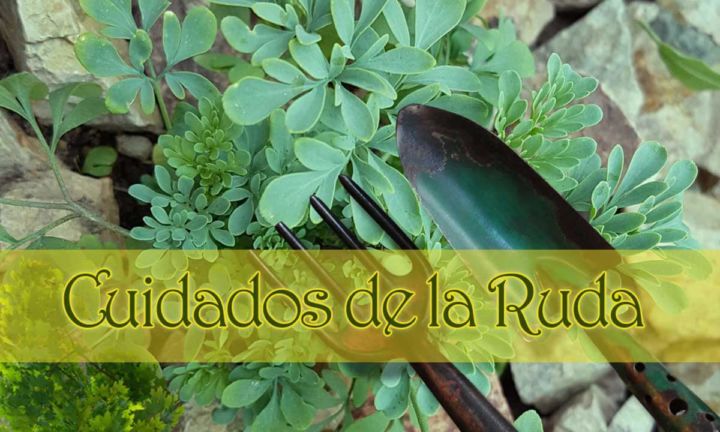 Cuidados de la ruda en el hogar y jardín ⋆