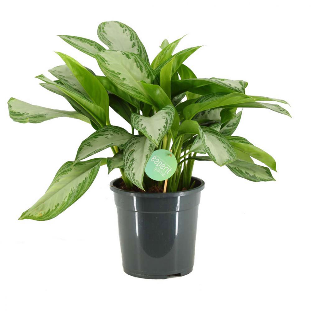 Aglaonema Silver Bay Plant Price in Dubai, UAE planta.ae