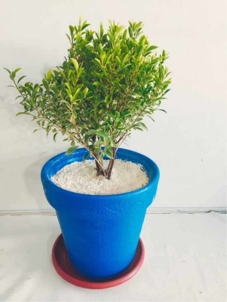 Miniature Bonsai Ficus Plant Planta