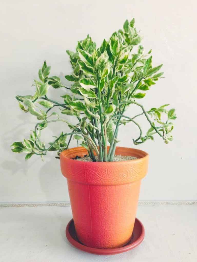 Pedilanthus Plant Planta