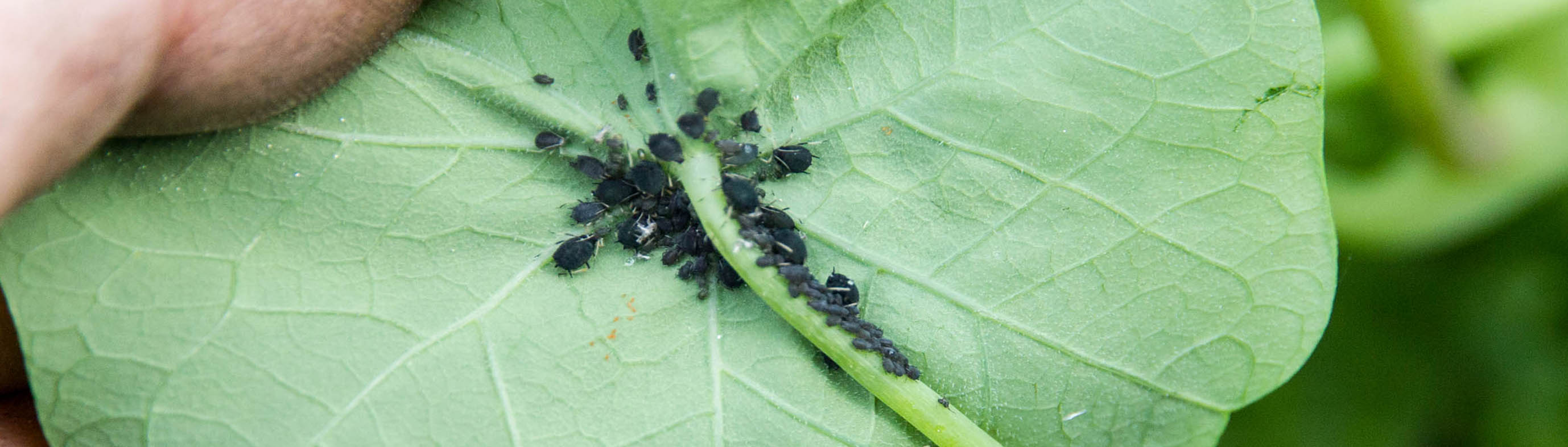 Luizen gaan niet weg Panneaux de jardin occasion