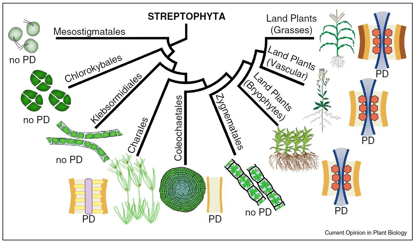 Plantae Review Plasmodesmata, pores between cells