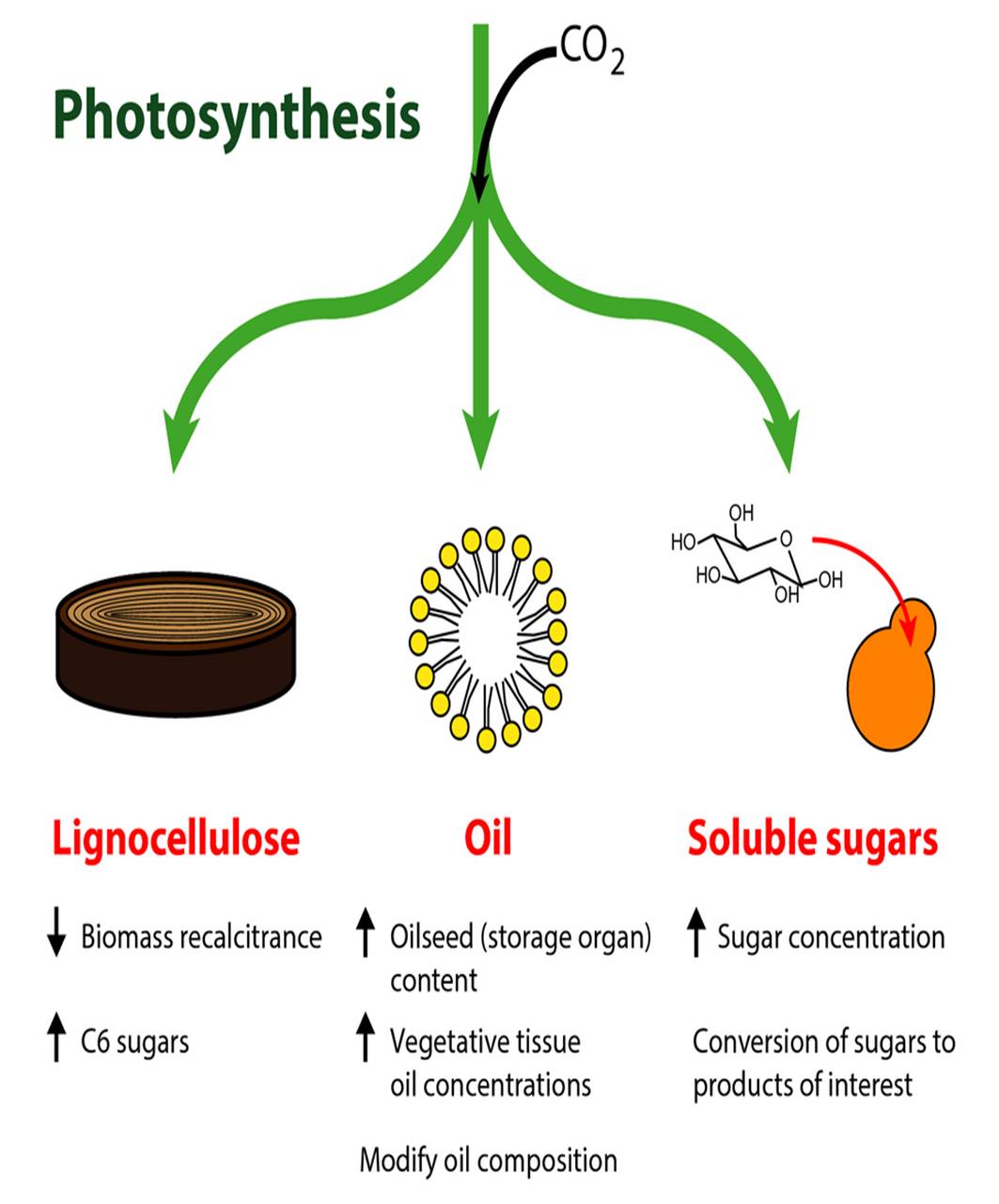 Review Biotechnology and synthetic biology approaches for metabolic
