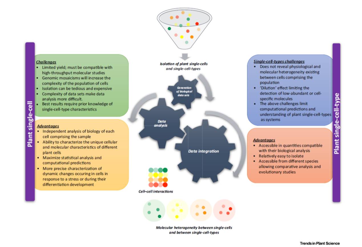 Review Plant systems biology at the singlecell level Plantae