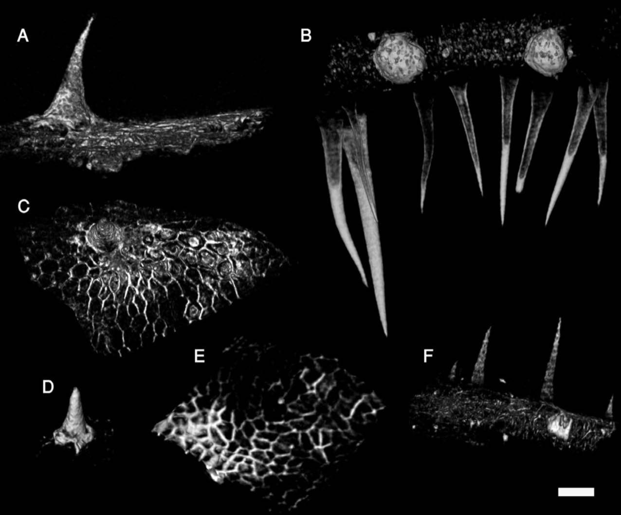 Plantae Mineral Deposits in Ficus Leaves Plantae