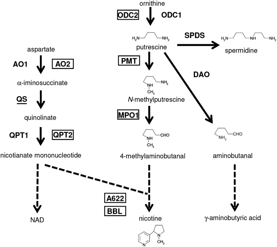 Genomic Insights into the Evolution of the Nicotine Biosynthesis