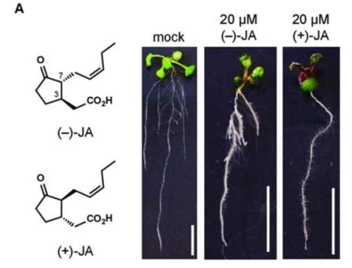 Jasmonic Acid Inhibits Lateral Root Formation Plantae