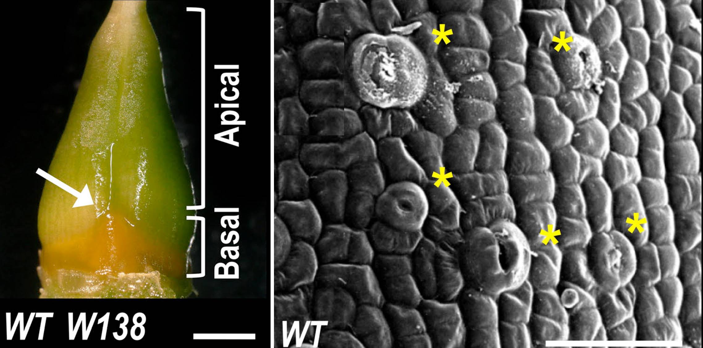 The floral Clineage genes trigger nectary development in petunia and