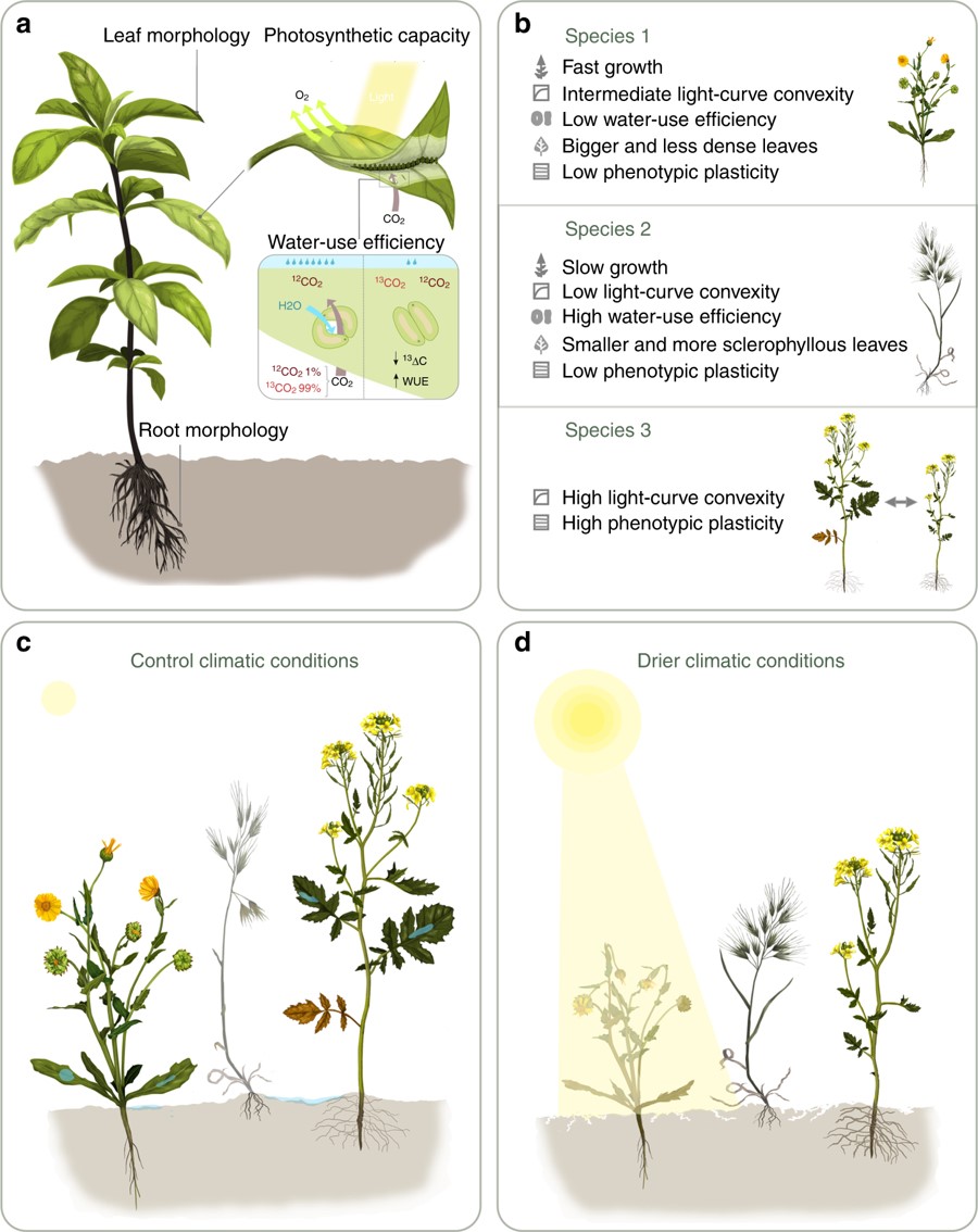 Plantae Functional traits and phenotypic plasticity