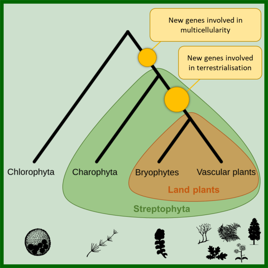 The origin of land plants is rooted in two bursts of genomic novelty