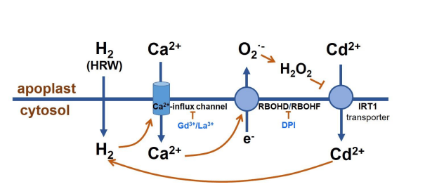Cadmium Toxicity And Tolerance In Plants From Phys [PDF]
