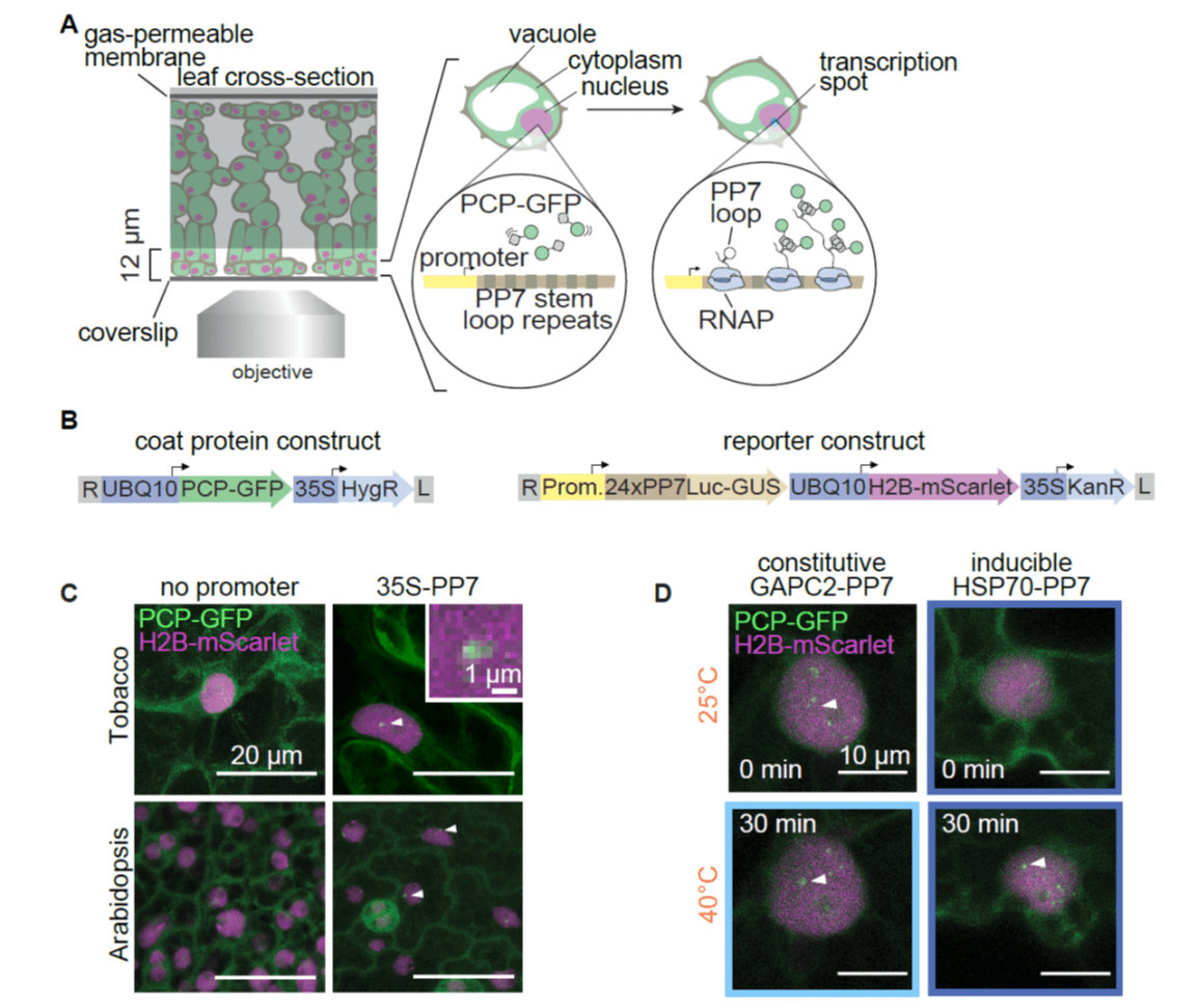Real time quantitative imaging of transcriptional activity at the