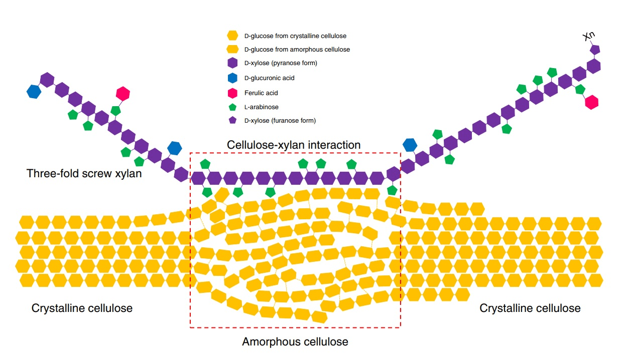 A grassspecific cellulosexylan interaction dominates in