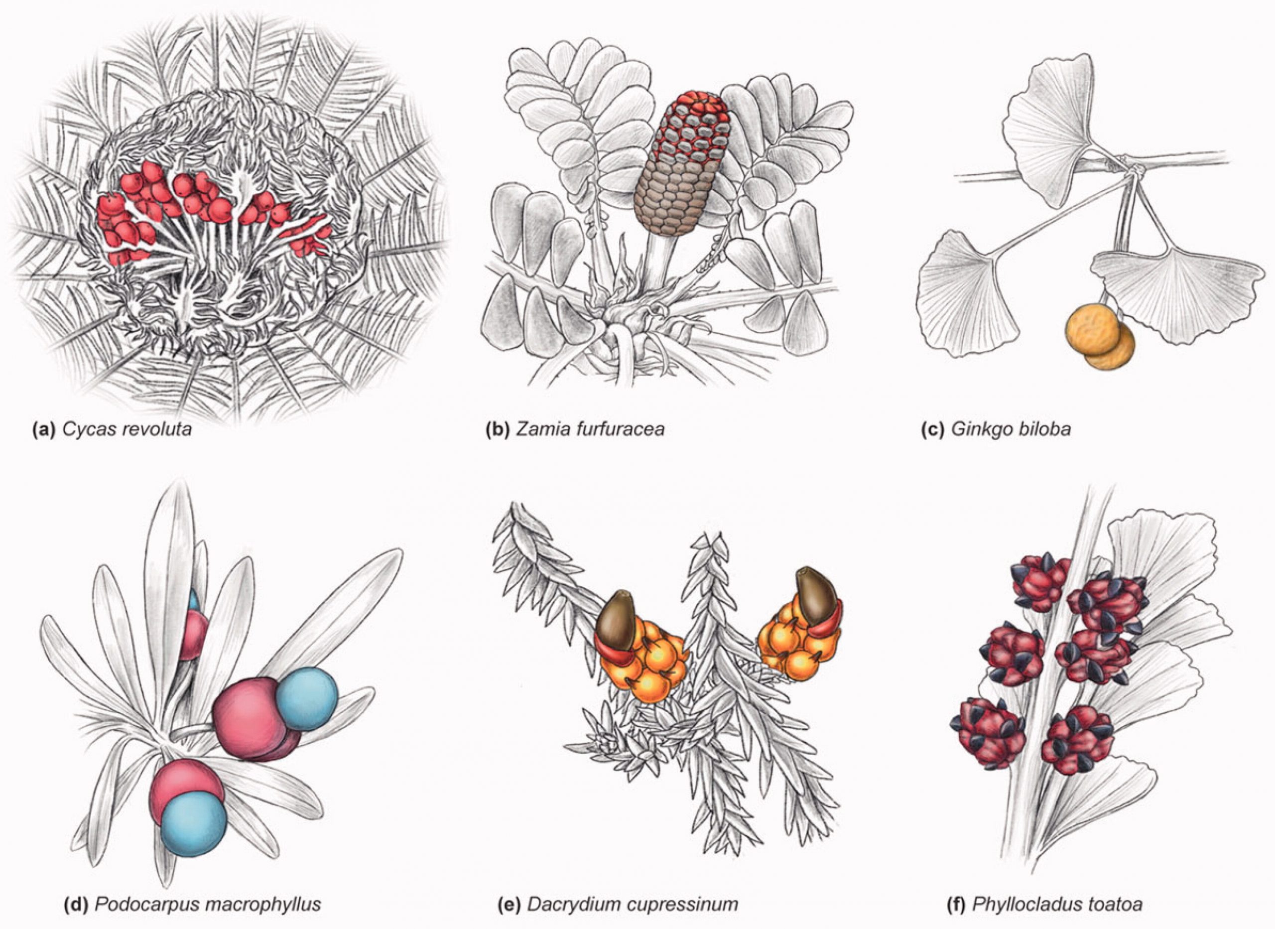 Review Fleshy structures associated with ovule protection and seed