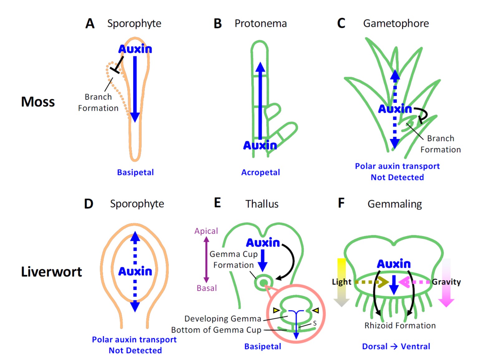 Review Bryophytes as model systems for studying evolutionary cell and