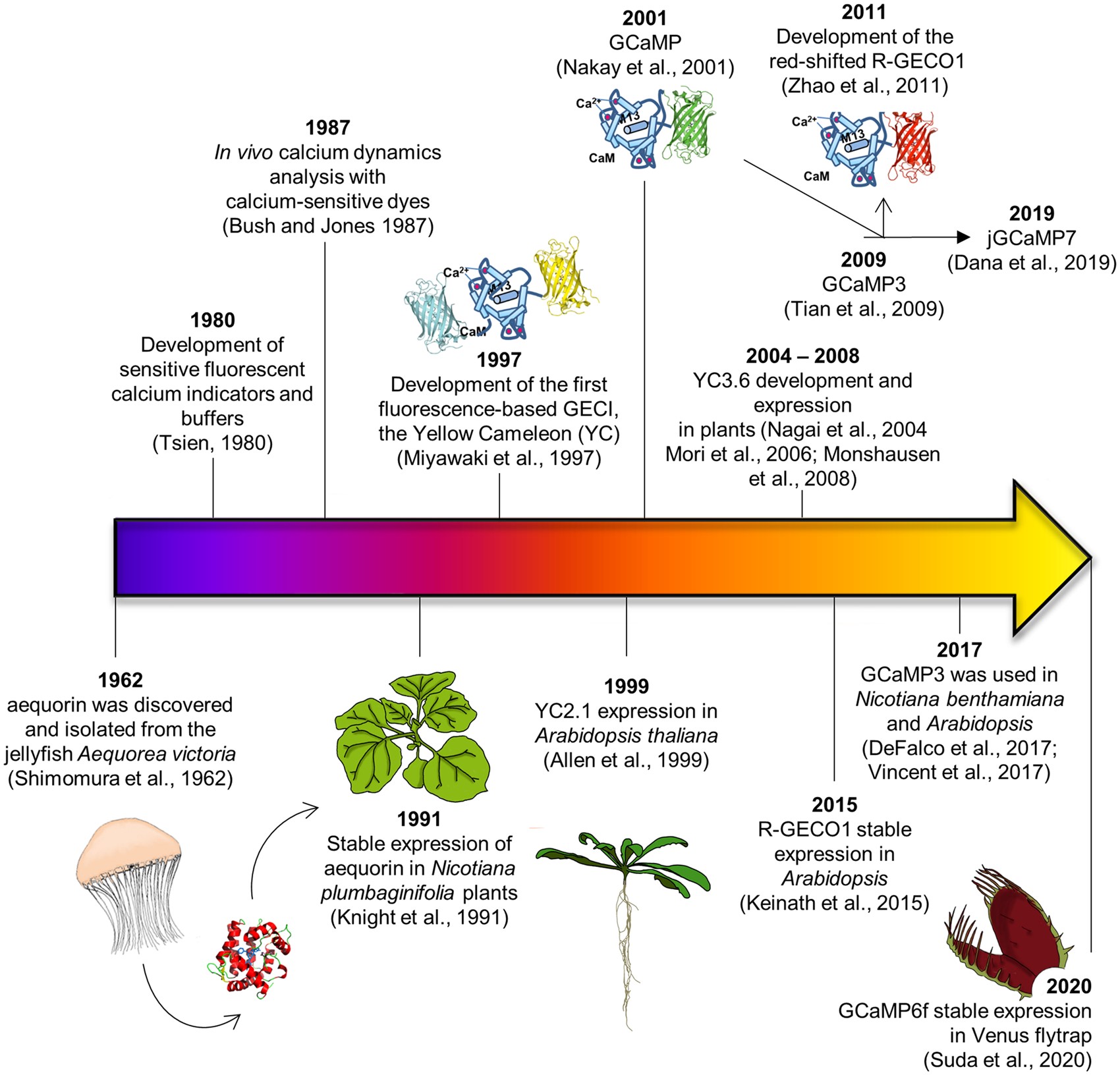 Review Illuminating the hidden world of calcium ions in plants with a