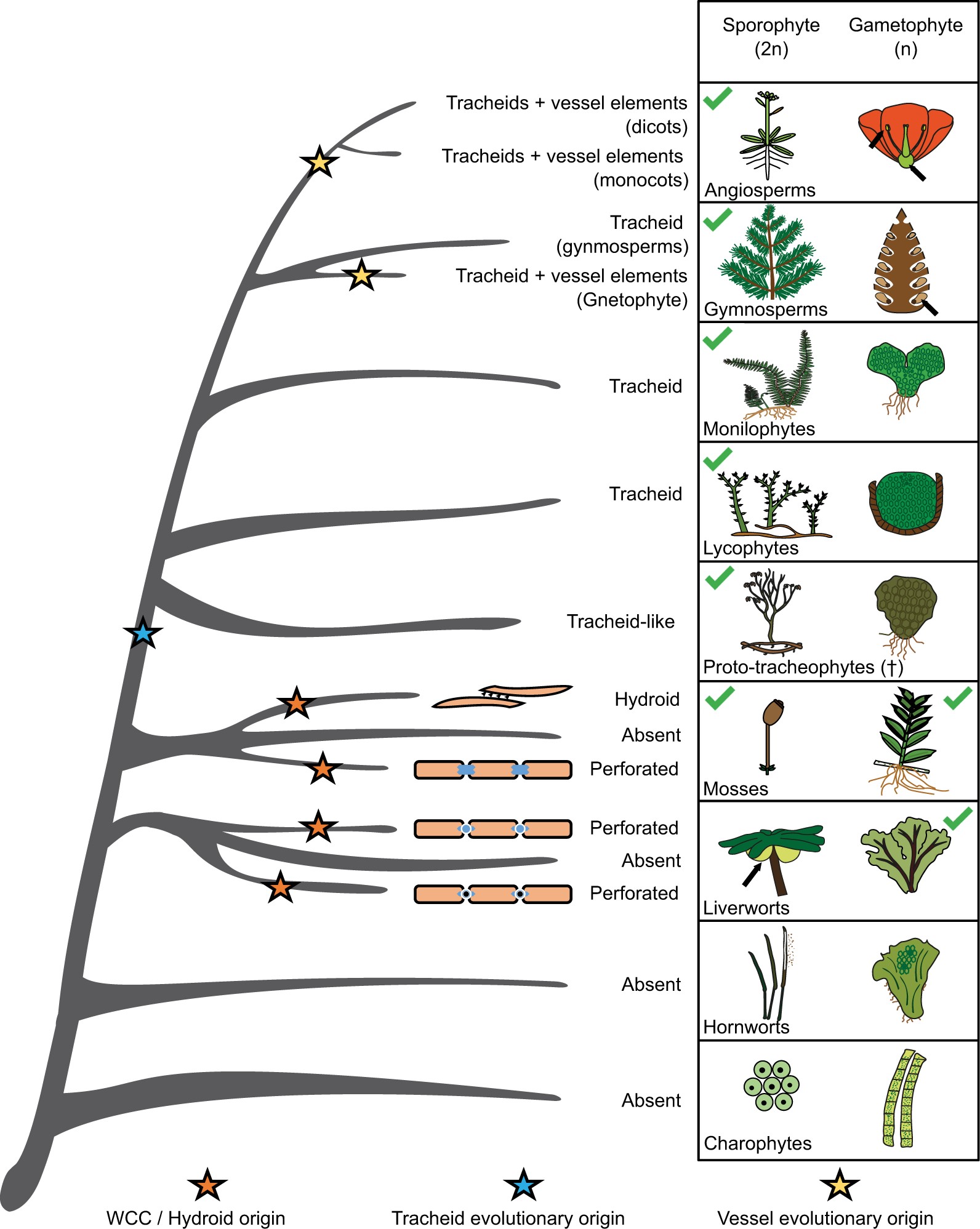 Review Deep origin and gradual evolution of transporting tissues