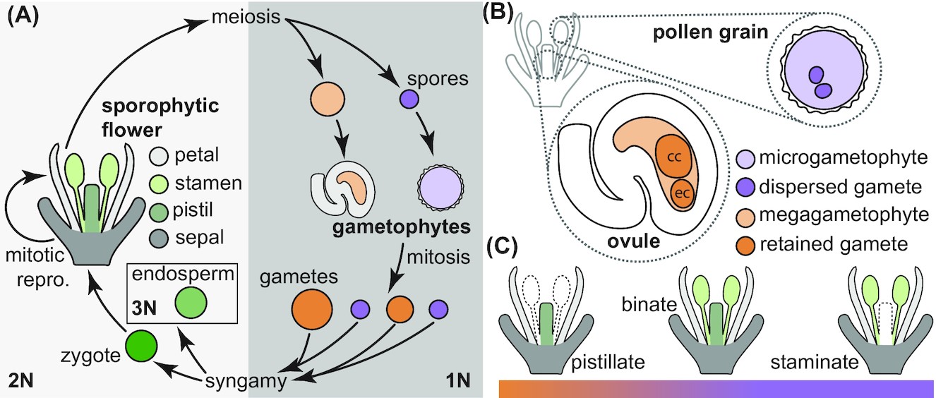 Reimagining reproduction The Queer possibilities of plants Plantae