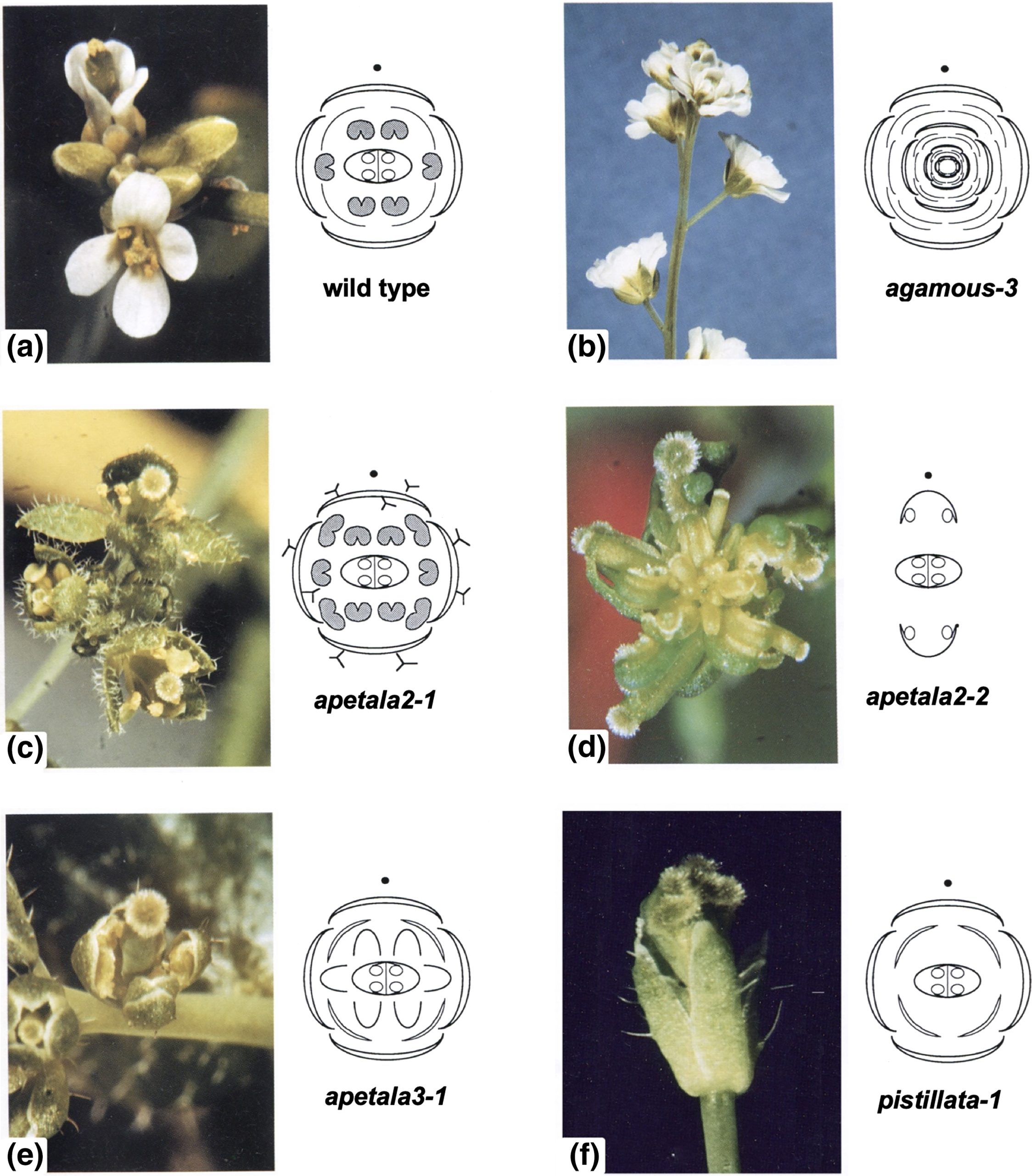 Perspective How flower development genes were identified using forward