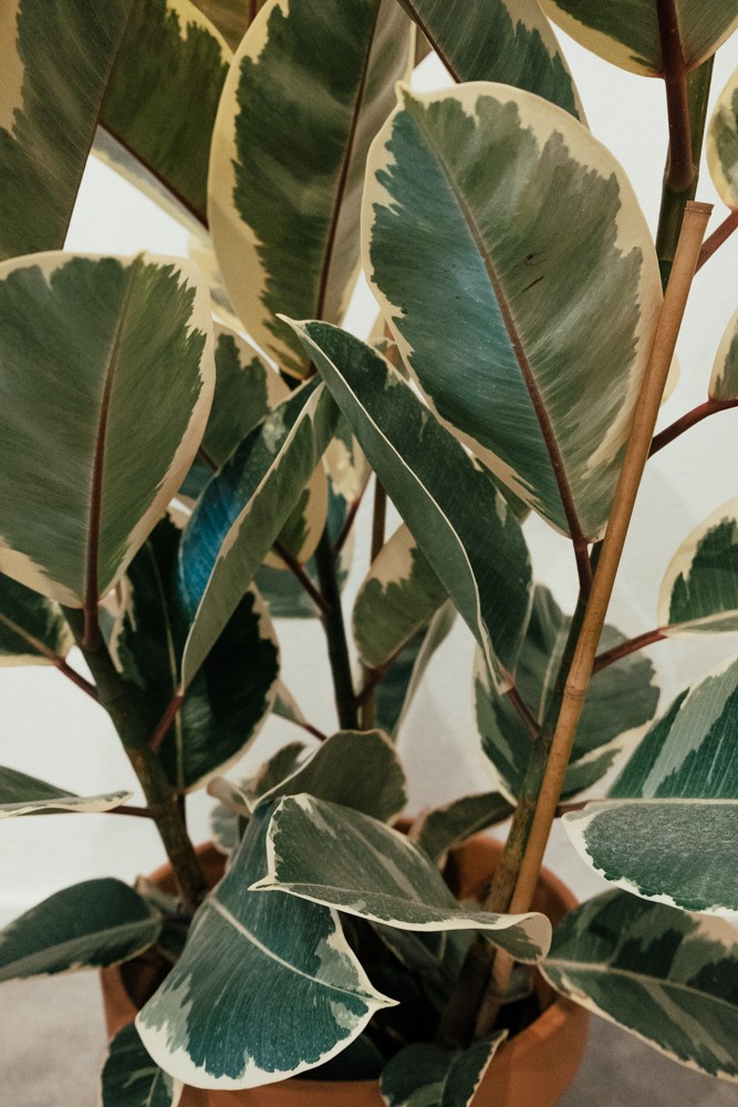 Ficus elastica “Tineke” Plantae