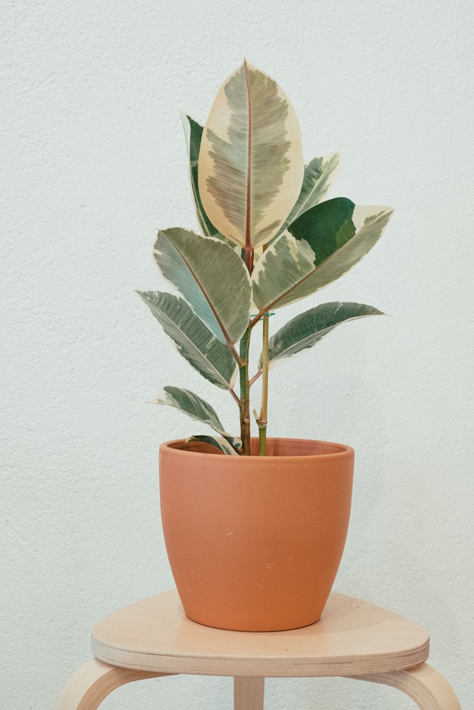 Ficus elastica “Tineke” Plantae