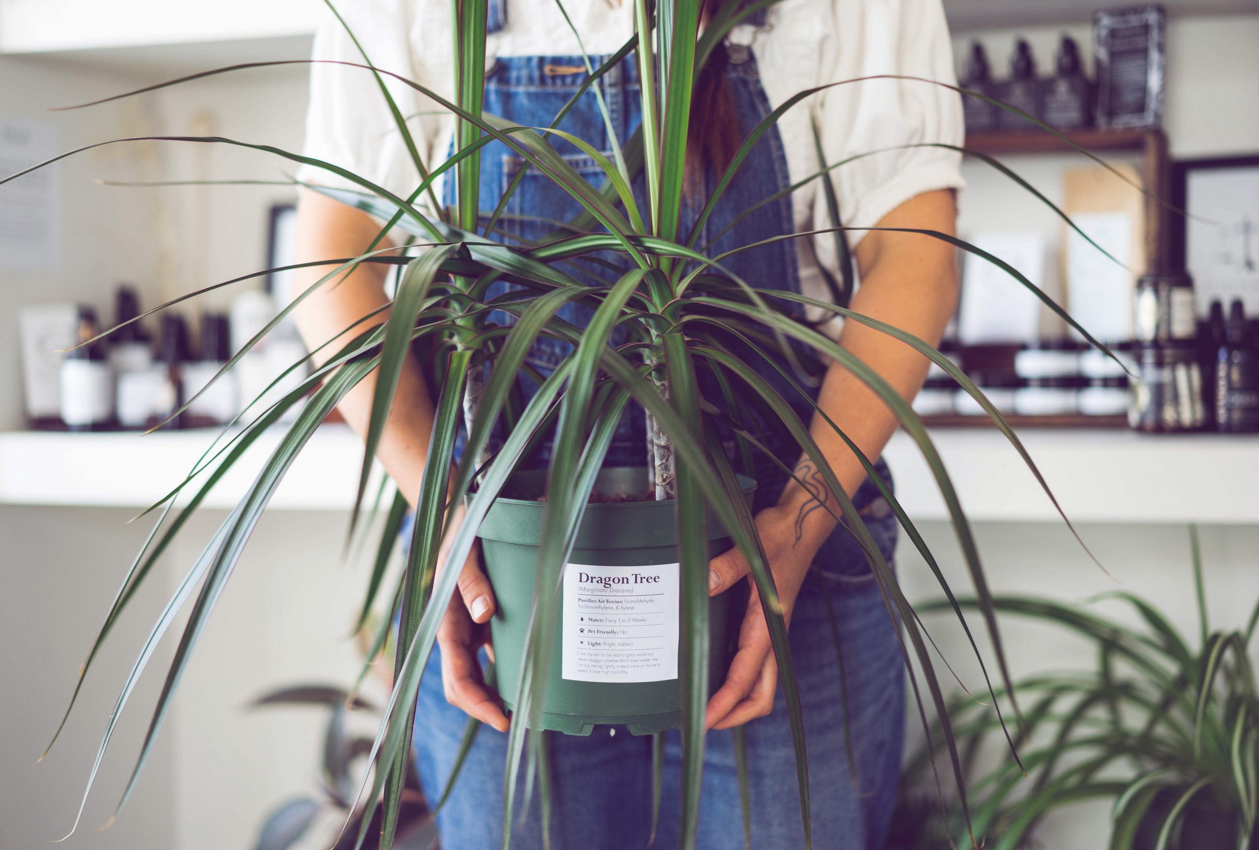 Dragon Tree Plantae & Fungi