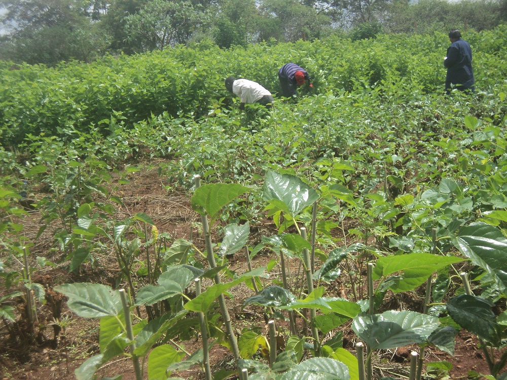 MULBERRY FARMING AND SERICULTURE Natural Green Movement
